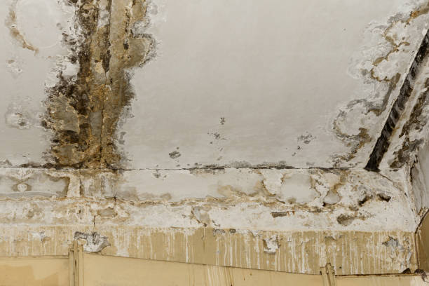 Mold Remediation for Vacation Homes in Salida, CO